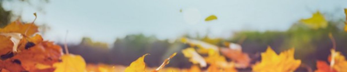 Online MBSR 8 week course