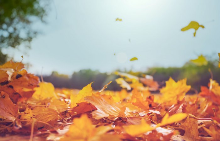 Online MBSR 8 week course